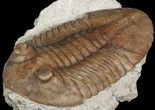 Asaphus Plautini Trilobite - Large For Species #46009-2